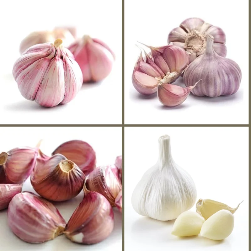 French Mix Garlic Bulbs – Ready to Grow – 0.5 Pound – Planting & Culinary Use French Mix Garlic Bulbs – Ready to Grow – 0.5 Pound – Planting & Culinary Use - Image 8