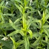French Tarragon Live Plant - 4-5 Inch Tall Perennial Herb for Culinary & Garden - Image 1