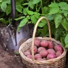Fresh Red Potatoes Live Plant - Sweet Potato Vine, 4 Count Edible Garden Fresh Red Potatoes Live Plant - Sweet Potato Vine, 4 Count Edible Garden - Image 1