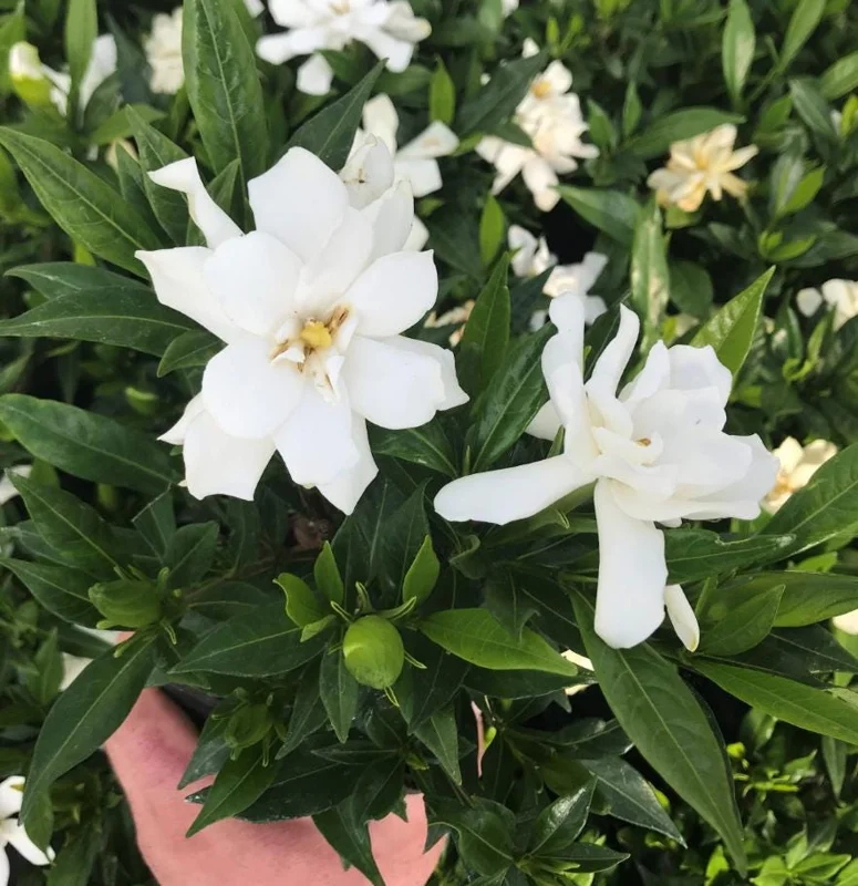 Frostproof Cape Jasmine Live Plant - Fragrant Gardenia Shrub, 4-7 inches Tall, Indoor/Outdoor Frostproof Cape Jasmine Live Plant - Fragrant Gardenia Shrub, 4-7 inches Tall, Indoor/Outdoor - Image 2
