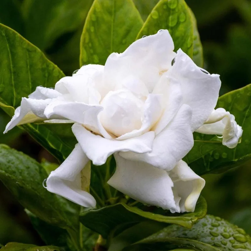 Frostproof Cape Jasmine Live Plant - Fragrant Gardenia Shrub, 4-7 inches Tall, Indoor/Outdoor Frostproof Cape Jasmine Live Plant - Fragrant Gardenia Shrub, 4-7 inches Tall, Indoor/Outdoor - Image 3