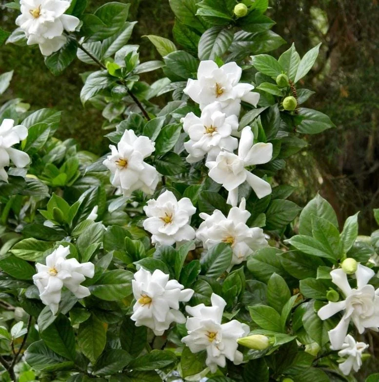 Frostproof Cape Jasmine Live Plant - Fragrant Gardenia Shrub, 4-7 inches Tall, Indoor/Outdoor Frostproof Cape Jasmine Live Plant - Fragrant Gardenia Shrub, 4-7 inches Tall, Indoor/Outdoor - Image 4