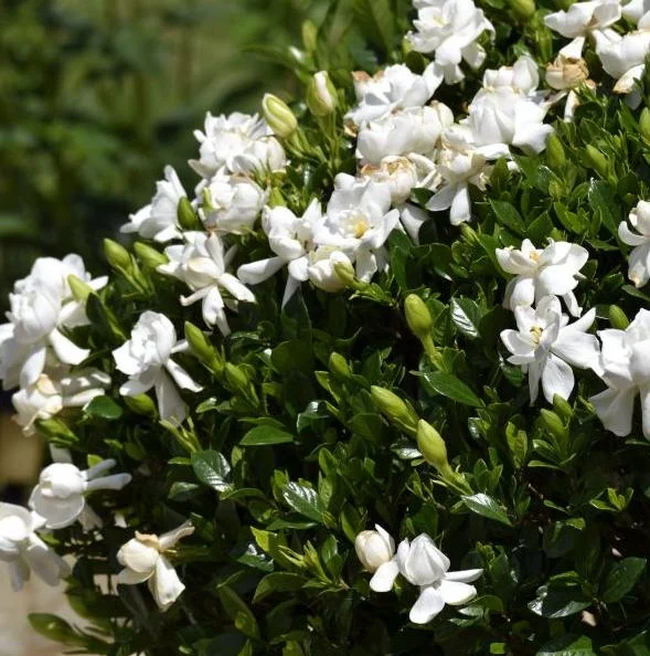 Frostproof Cape Jasmine Live Plant - Fragrant Gardenia Shrub, 4-7 inches Tall, Indoor/Outdoor Frostproof Cape Jasmine Live Plant - Fragrant Gardenia Shrub, 4-7 inches Tall, Indoor/Outdoor - Image 5