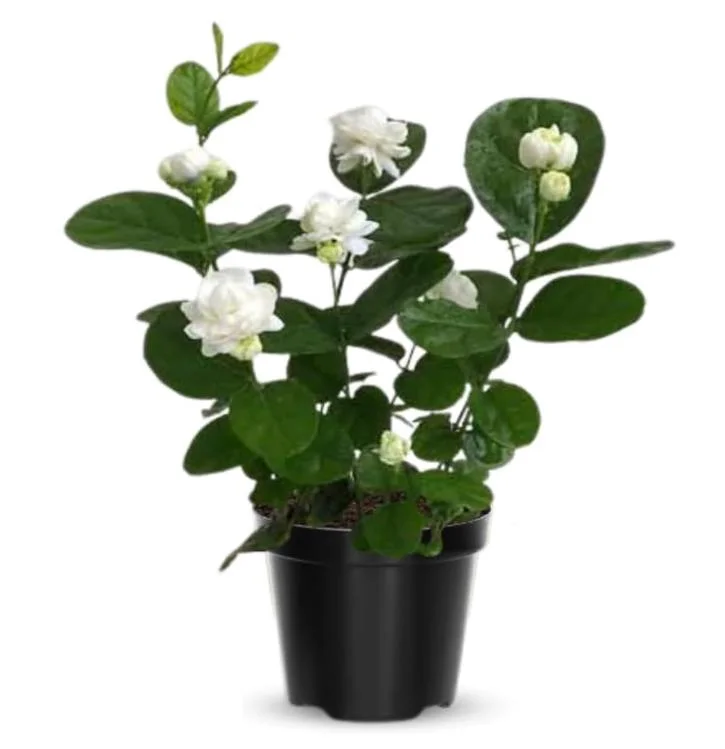 Frostproof Cape Jasmine Live Plant - Fragrant Gardenia Shrub, 4-7 inches Tall, Indoor/Outdoor Frostproof Cape Jasmine Live Plant - Fragrant Gardenia Shrub, 4-7 inches Tall, Indoor/Outdoor - Image 6
