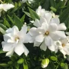 Frostproof Cape Jasmine Live Plant - Fragrant Gardenia Shrub, 4-7 inches Tall, Indoor/Outdoor - Image 1