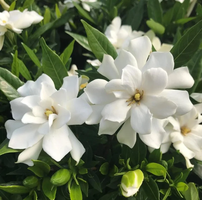 Frostproof Cape Jasmine Live Plant - Fragrant Gardenia Shrub, 4-7 inches Tall, Indoor/Outdoor Frostproof Cape Jasmine Live Plant - Fragrant Gardenia Shrub, 4-7 inches Tall, Indoor/Outdoor - Image 1