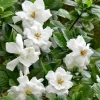 Frostproof Jasmine Live Plant, 4-8 Inches, Fragrant Flower Vine, Outdoor - Image 1
