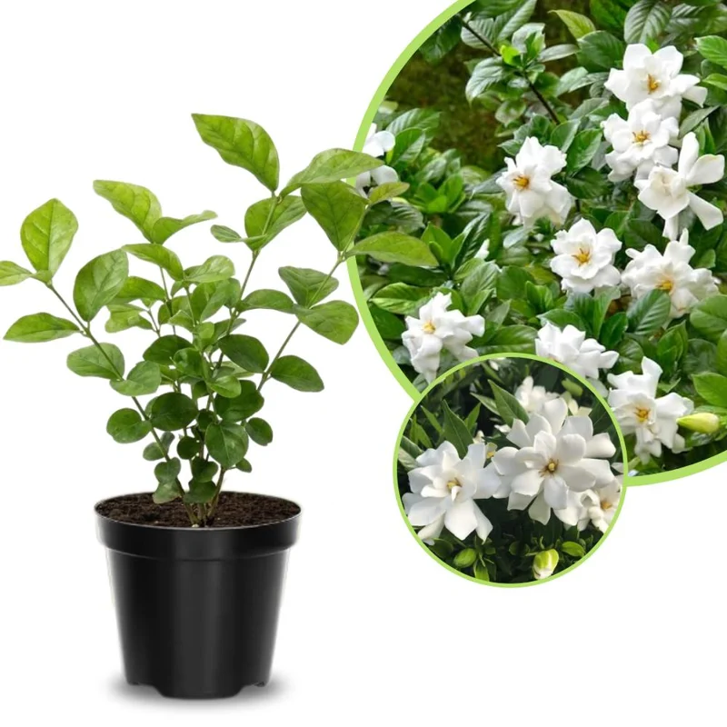 Frostproof Jasmine Live Plant, 4-8 Inches, Fragrant Flower Vine, Outdoor - Image 2
