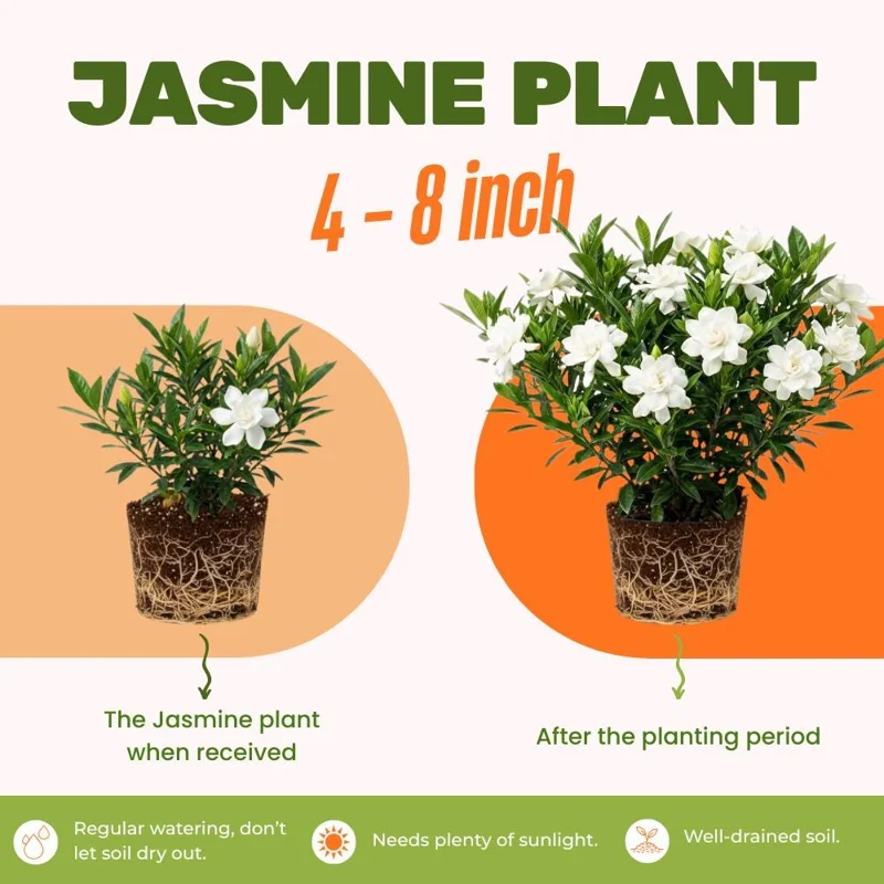 Frostproof Jasmine Live Plant, White Flowers, 4-6 Inch Tall, Indoor/Outdoor Frostproof Jasmine Live Plant, White Flowers, 4-6 Inch Tall, Indoor/Outdoor - Image 2