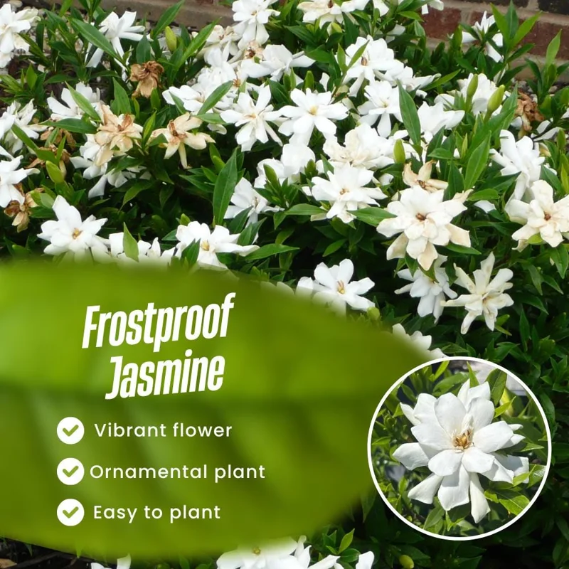 Frostproof Jasmine Live Plant, White Flowers, 4-6 Inch Tall, Indoor/Outdoor Frostproof Jasmine Live Plant, White Flowers, 4-6 Inch Tall, Indoor/Outdoor - Image 3