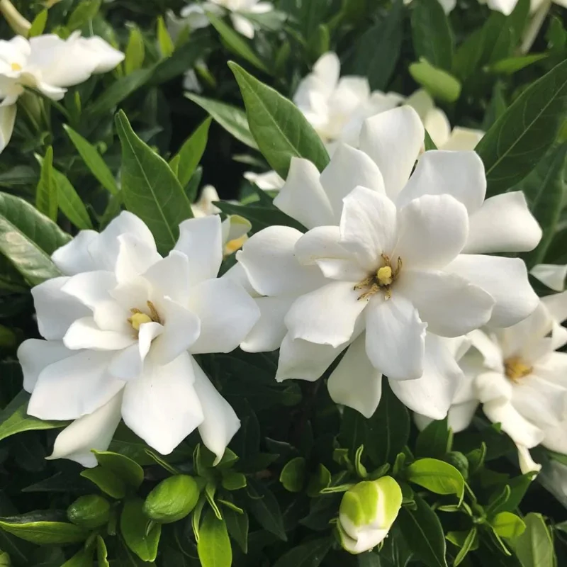 Frostproof Jasmine Live Plant, White Flowers, 4-6 Inch Tall, Indoor/Outdoor Frostproof Jasmine Live Plant, White Flowers, 4-6 Inch Tall, Indoor/Outdoor - Image 5