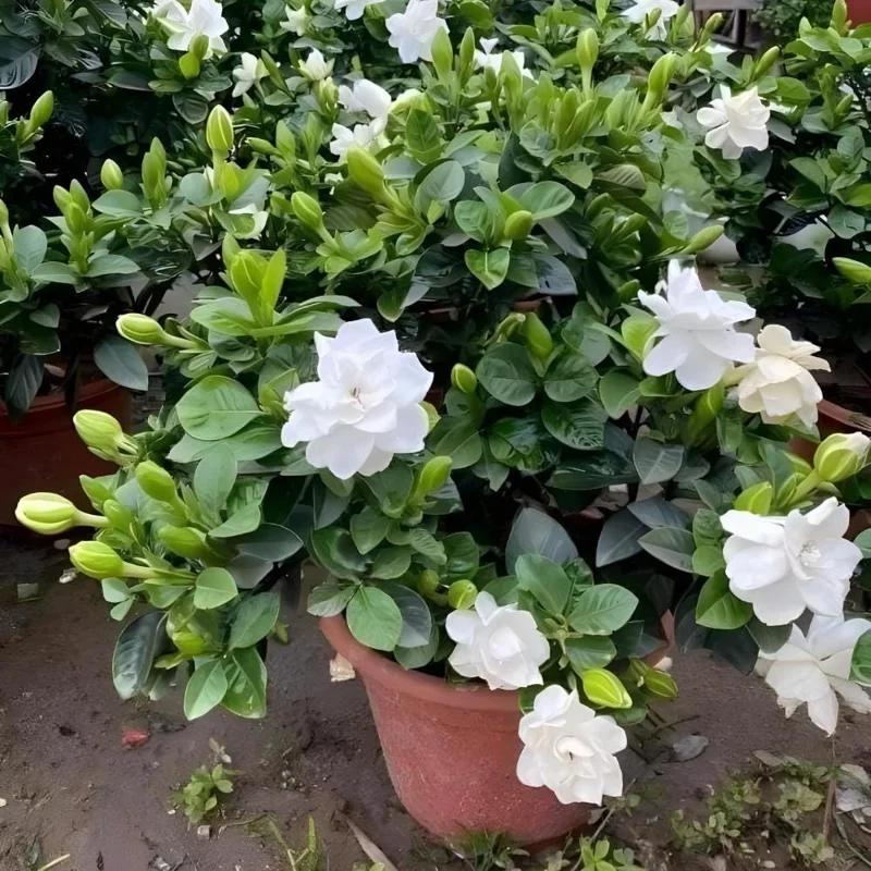 Frostproof Jasmine Live Plant, White Flowers, 4-6 Inch Tall, Indoor/Outdoor Frostproof Jasmine Live Plant, White Flowers, 4-6 Inch Tall, Indoor/Outdoor - Image 6