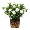 Frostproof Jasmine Live Plant, White Flowers, 4-6 Inch Tall, Indoor/Outdoor - Image 1