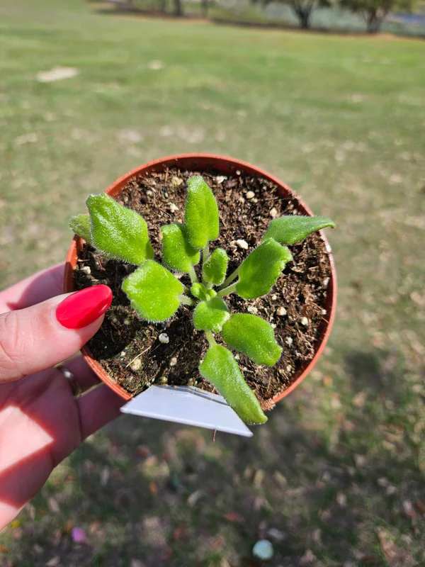 Frosty Frolic African Violet Live Plant – 4 Inch Pot – Indoor Houseplant - Image 2