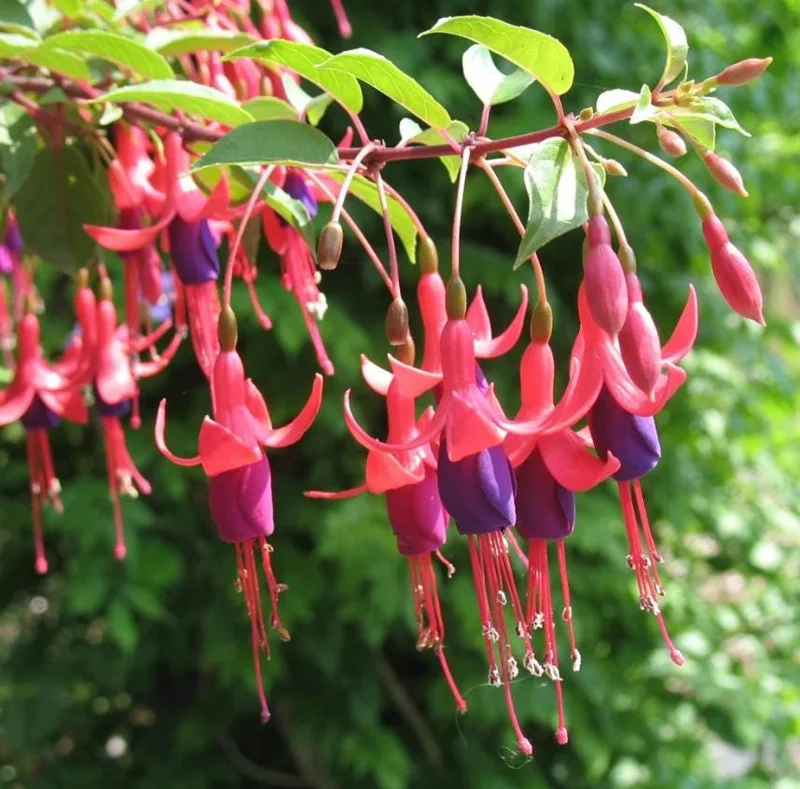 Fuchsia Angel Earrings Cascading Live Plant for Hanging Baskets - 4-6 Inch Tall Fuchsia Angel Earrings Cascading Live Plant for Hanging Baskets - 4-6 Inch Tall - Image 2