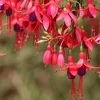 Fuchsia Angel Earrings Cascading Live Plant for Hanging Baskets - 4-6 Inch Tall Fuchsia Angel Earrings Cascading Live Plant for Hanging Baskets - 4-6 Inch Tall - Image 1