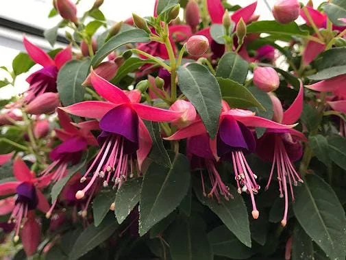 Fuchsia Angel Earrings Cascading Live Plant for Hanging Baskets - 4-6 Inch Tall Fuchsia Angel Earrings Cascading Live Plant for Hanging Baskets - 4-6 Inch Tall - Image 3