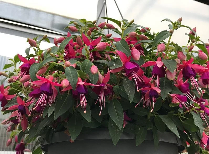 Fuchsia Angel Earrings Cascading Live Plant for Hanging Baskets - 4-6 Inch Tall Fuchsia Angel Earrings Cascading Live Plant for Hanging Baskets - 4-6 Inch Tall - Image 4