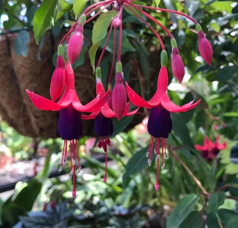 Fuchsia Angel Earrings Cascading Live Plant for Hanging Baskets - 4-6 Inch Tall Fuchsia Angel Earrings Cascading Live Plant for Hanging Baskets - 4-6 Inch Tall - Image 5