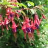 Fuchsia 'Angel Earrings' Live Plant, Cascading Purple-Pink, 4-6 Inch Tall, Indoor/Outdoor - Image 1