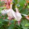 Fuchsia Annabelle White Live Plug Plant - 2-5 Inch Tall - White Double Flower for Hanging Baskets & Shade Garden - Image 1
