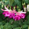 Fuchsia Bella Rosella Live Plant - 2-5 Inch Tall Plug - Pink Purple Double Flowers for Hanging Baskets - Image 1