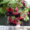 Fuchsia 'Blacky' Trailing Live Plug Plant – 2-5 Inch Tall – Red-Purple Flowers – Outdoor - Image 1