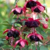 Fuchsia 'Blacky' Trailing Live Plug Plant - 2-5 Inch Tall - Red-Purple Flowers for Baskets & Shade - Image 1