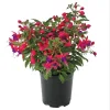Fuchsia 'Blue Eyes' Live Plant - Hardy Perennial with Pink & Purple Blooms, 4-6 Inch Tall, 5 Inch Pot - Image 1