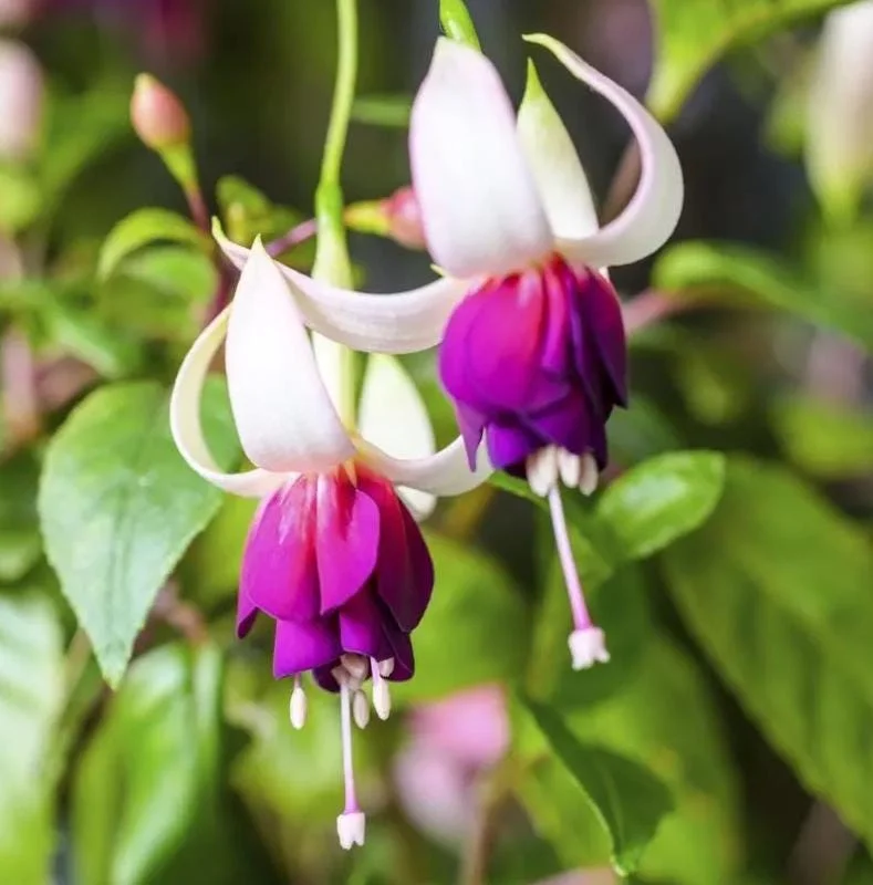 Fuchsia 'Dainty' Live Plant – White-Purple Flowering Starter, 4-6 Inch Tall, Indoor/Outdoor Fuchsia 'Dainty' Live Plant – White-Purple Flowering Starter, 4-6 Inch Tall, Indoor/Outdoor - Image 2