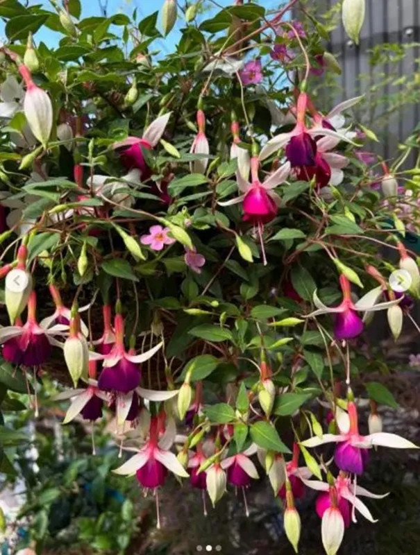 Fuchsia 'Dainty' Live Plant – White-Purple Flowering Starter, 4-6 Inch Tall, Indoor/Outdoor Fuchsia 'Dainty' Live Plant – White-Purple Flowering Starter, 4-6 Inch Tall, Indoor/Outdoor - Image 3