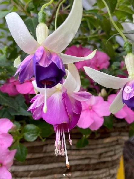 Fuchsia 'Dainty' Live Plant – White-Purple Flowering Starter, 4-6 Inch Tall, Indoor/Outdoor Fuchsia 'Dainty' Live Plant – White-Purple Flowering Starter, 4-6 Inch Tall, Indoor/Outdoor - Image 4