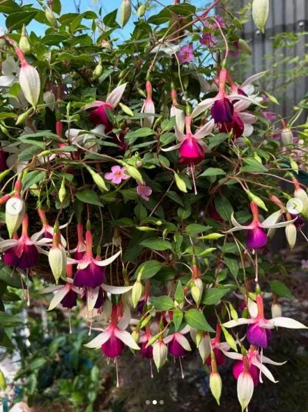 Fuchsia 'Dainty' Live Plant – White-Purple Flowering Starter, 4-6 Inch Tall, Indoor/Outdoor Fuchsia 'Dainty' Live Plant – White-Purple Flowering Starter, 4-6 Inch Tall, Indoor/Outdoor - Image 5