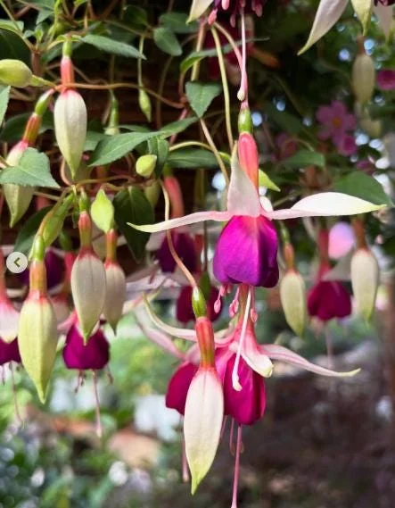 Fuchsia 'Dainty' Live Plant – White-Purple Flowering Starter, 4-6 Inch Tall, Indoor/Outdoor Fuchsia 'Dainty' Live Plant – White-Purple Flowering Starter, 4-6 Inch Tall, Indoor/Outdoor - Image 6