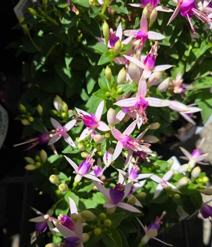 Fuchsia 'Dainty' Live Plant – White-Purple Flowering Starter, 4-6 Inch Tall, Indoor/Outdoor Fuchsia 'Dainty' Live Plant – White-Purple Flowering Starter, 4-6 Inch Tall, Indoor/Outdoor - Image 7