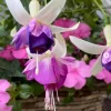 Fuchsia 'Dainty' Live Plant – White-Purple Flowering Starter, 4-6 Inch Tall, Indoor/Outdoor - Image 1