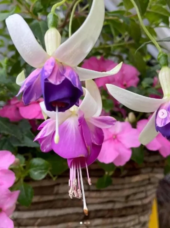 Fuchsia 'Dainty' Live Plant – White-Purple Flowering Starter, 4-6 Inch Tall, Indoor/Outdoor Fuchsia 'Dainty' Live Plant – White-Purple Flowering Starter, 4-6 Inch Tall, Indoor/Outdoor - Image 1