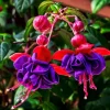 Fuchsia Dark Eyes Live Plant – Purple-Pink Flower Starter, 4-6 Inch Tall, Indoor/Outdoor Fuchsia Dark Eyes Live Plant – Purple-Pink Flower Starter, 4-6 Inch Tall, Indoor/Outdoor - Image 1