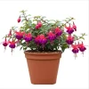Fuchsia Dollar Princess Live Plant – Hardy Perennial, 4-6 Inch Tall, 5 Inch Pot - Image 1