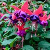 Fuchsia Dollar Princess Live Plug Plant - 2-5 inches Tall - Red & Purple Flowers for Shade Gardens - Image 1