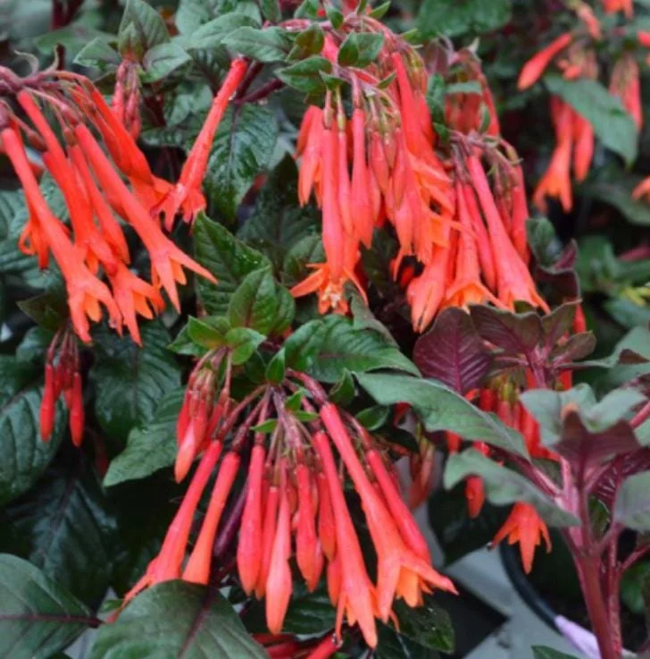 Fuchsia Gartenmeister Live Plant Plug - 2-4 Inch Starter - Coral-Orange Blooms Fuchsia Gartenmeister Live Plant Plug - 2-4 Inch Starter - Coral-Orange Blooms - Image 2