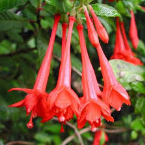 Fuchsia Gartenmeister Live Plant Plug - 2-4 Inch Starter - Coral-Orange Blooms Fuchsia Gartenmeister Live Plant Plug - 2-4 Inch Starter - Coral-Orange Blooms - Image 3