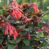 Fuchsia Gartenmeister Live Plant Plug - 2-4 Inch Starter - Coral-Orange Blooms Fuchsia Gartenmeister Live Plant Plug - 2-4 Inch Starter - Coral-Orange Blooms - Image 1