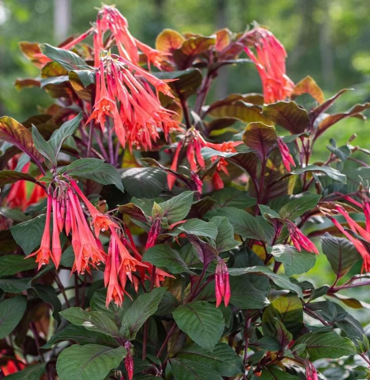 Fuchsia Gartenmeister Live Plant Plug - 2-4 Inch Starter - Coral-Orange Blooms Fuchsia Gartenmeister Live Plant Plug - 2-4 Inch Starter - Coral-Orange Blooms - Image 1
