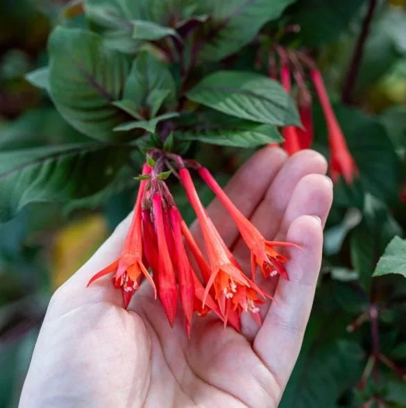 Fuchsia Gartenmeister Live Plant Plug - Set of 2 - 2-4 Inch Tall - Coral-Orange Blooms for Hummingbirds Fuchsia Gartenmeister Live Plant Plug - Set of 2 - 2-4 Inch Tall - Coral-Orange Blooms for Hummingbirds - Image 5