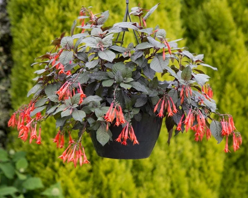 Fuchsia Gartenmeister Live Plant Plug - Set of 2 - 2-4 Inch Tall - Coral-Orange Blooms for Hummingbirds Fuchsia Gartenmeister Live Plant Plug - Set of 2 - 2-4 Inch Tall - Coral-Orange Blooms for Hummingbirds - Image 6