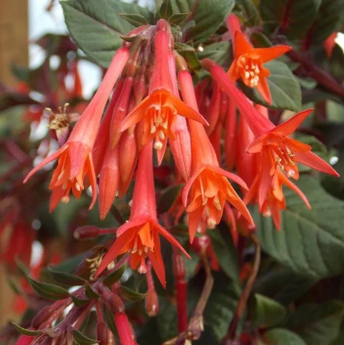 Fuchsia Gartenmeister Live Plant Plug - Set of 2 - 2-4 Inch Tall - Coral-Orange Blooms for Hummingbirds Fuchsia Gartenmeister Live Plant Plug - Set of 2 - 2-4 Inch Tall - Coral-Orange Blooms for Hummingbirds - Image 1