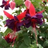 Fuchsia Maori Maid Live Plant - Trailing Hardy Flower, Hanging Basket, 4-6 Inch Tall - Image 1