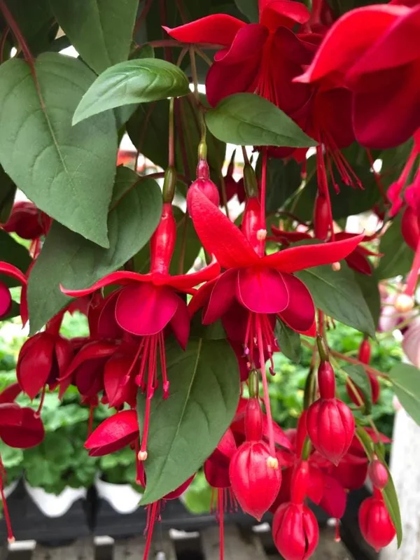 Fuchsia 'Marinka' Live Plant 4-6" Tall – Red Trailing Flower for Hanging Baskets - Image 2