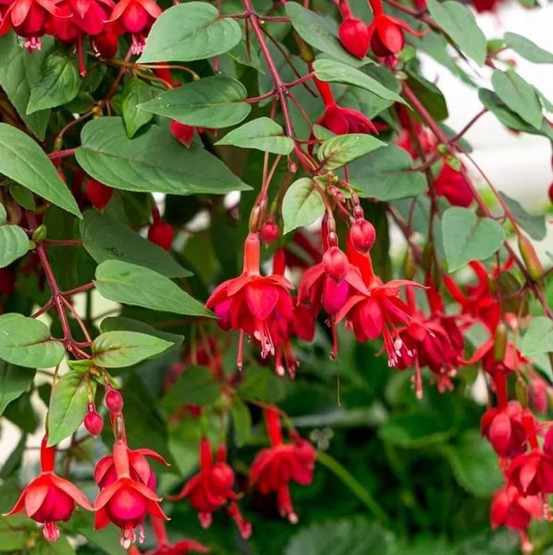 Fuchsia 'Marinka' Live Plant 4-6" Tall – Red Trailing Flower for Hanging Baskets Fuchsia 'Marinka' Live Plant 4-6" Tall – Red Trailing Flower for Hanging Baskets - Image 3